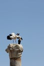 White Stork Royalty Free Stock Photo