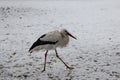 White stork in the snow