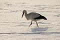 White stork in snow