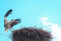 White stork soaring above a tall pole with a nest perched on its top, against a blue sky Royalty Free Stock Photo