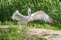 White stork spreads its wings Royalty Free Stock Photo