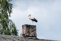 White Stork standing on the chimney of a house Royalty Free Stock Photo