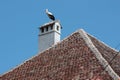 White stork standing on a chimney in Romania Royalty Free Stock Photo