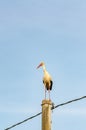 White stork standing on electic pole
