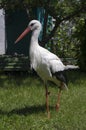 White stork standing in the grass