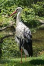 White stork standing in grass