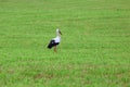 White stork standing in the green summer grass. Wild field bird while looking for food