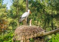 White stork standing in its nest, a african bird that migrated to europe