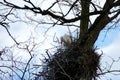 White stork standing in the nest in side view with a lot of copy space on the background in the low angle view. Royalty Free Stock Photo