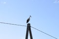 White stork standing on the pillar in daytime looking down Royalty Free Stock Photo