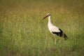 White stork standing in profile in grass