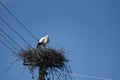 White stork standing on stork`s nest on telephone pole. Blue sky background Royalty Free Stock Photo