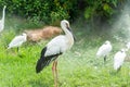 A white stork standing in a white group of egrets with background of fog Royalty Free Stock Photo