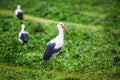 White stork stands on the field, during rain