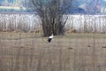 White stork stands on a green meadow in a moor landscape, cloudy weather Royalty Free Stock Photo