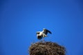 A white stork stands in its nest and spreads its wings against a blue sky Royalty Free Stock Photo