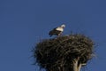 A white stork stands in a nest against a deep blue sky Royalty Free Stock Photo