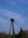 A white stork stands in a nest that is folded on a pole for wires Royalty Free Stock Photo