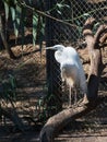 The white stork stands on a tree in the shade of trees and looks out for the prey Royalty Free Stock Photo