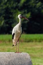 White stork on straw bale