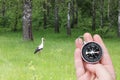 White stork in summer on green grass and round compass in hand Royalty Free Stock Photo