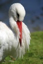 A white stork taking a moment to rest