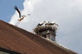 White stork taking off