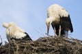 White stork tending to nest