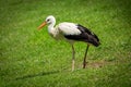 White stork walking in a field Royalty Free Stock Photo