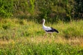White stork walking on the grass in summer Royalty Free Stock Photo