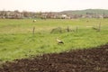 White stork walking on the grass Royalty Free Stock Photo