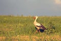 White stork walking on a green field.