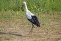 White stork walking on a green field.