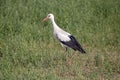 White stork walking on a green field.