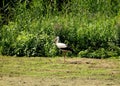 Stork on a spring meadow, ciconia ciconia Royalty Free Stock Photo