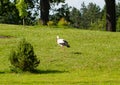 White stork walking on meadow .