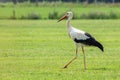 White stork walking in a meadow