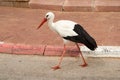 White stork walking in park