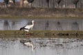 White stork walking in the pond Royalty Free Stock Photo