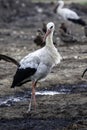 White Stork walking in water,