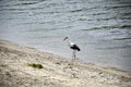 white stork stands on a sandy shore next to a pond Royalty Free Stock Photo
