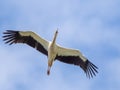 White Stork with wings raised. An elegant white stork has its wings raised as it is seen flying across a clear blue sky Royalty Free Stock Photo