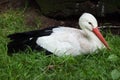 White stork (Ciconia ciconia). Royalty Free Stock Photo