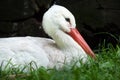 White stork (Ciconia ciconia). Royalty Free Stock Photo