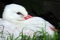 White stork (Ciconia ciconia). Royalty Free Stock Photo