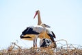 White stork with young baby storks on the nest