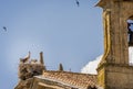 The white stork with young storks in the nest. Royalty Free Stock Photo