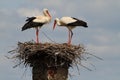 White storks building their nest