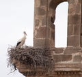 White storks ( Ciconia ciconia).