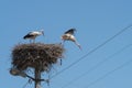 White Storks in the nest on electric pole